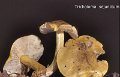 Tricholoma sejunctum-amf1057